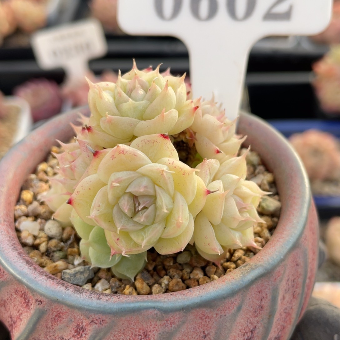 0602 ..麦秆群 5厘米 不带盆