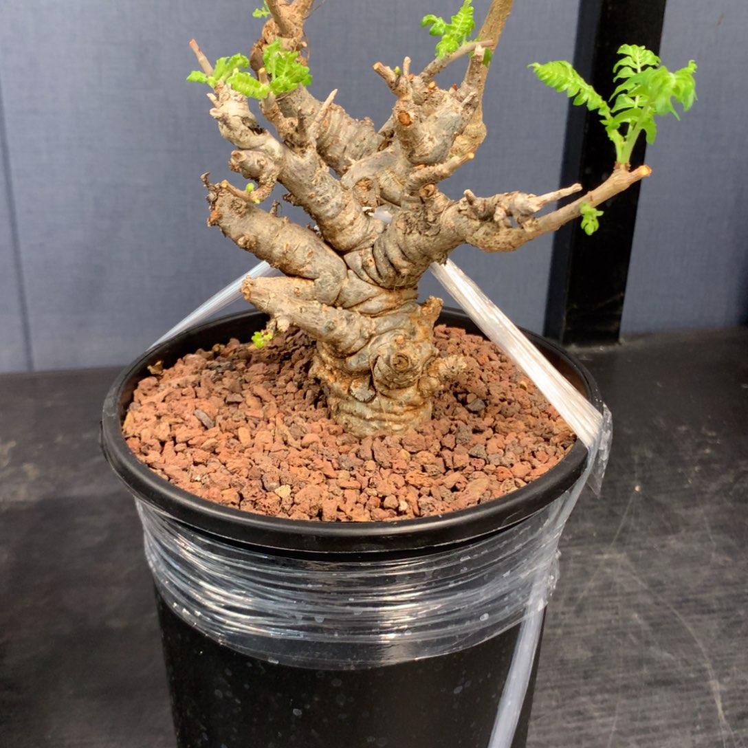 尼勒达乳香产地熟桩