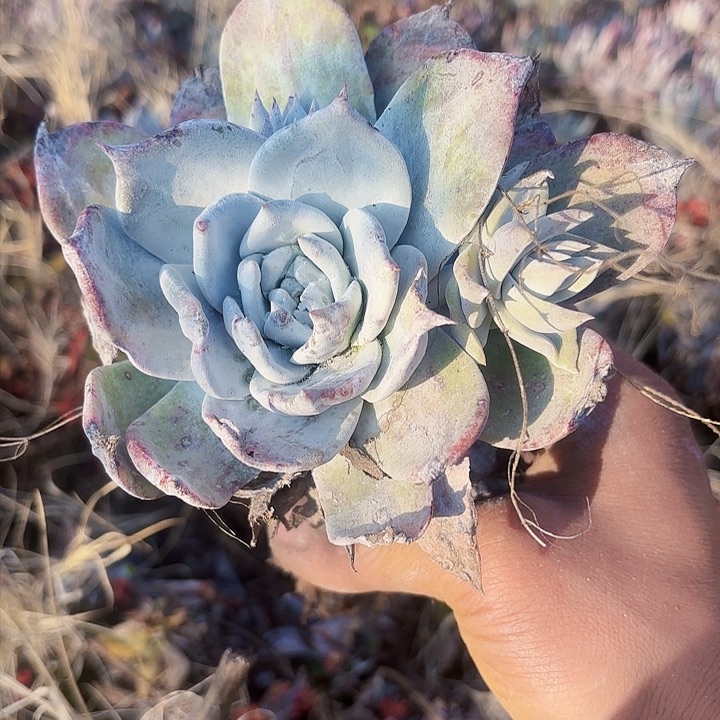仙女杯多肉植物盆栽
