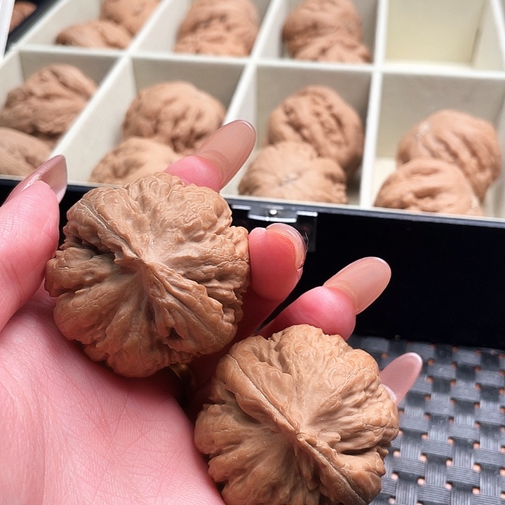 從***調霸王龙核桃尺寸41