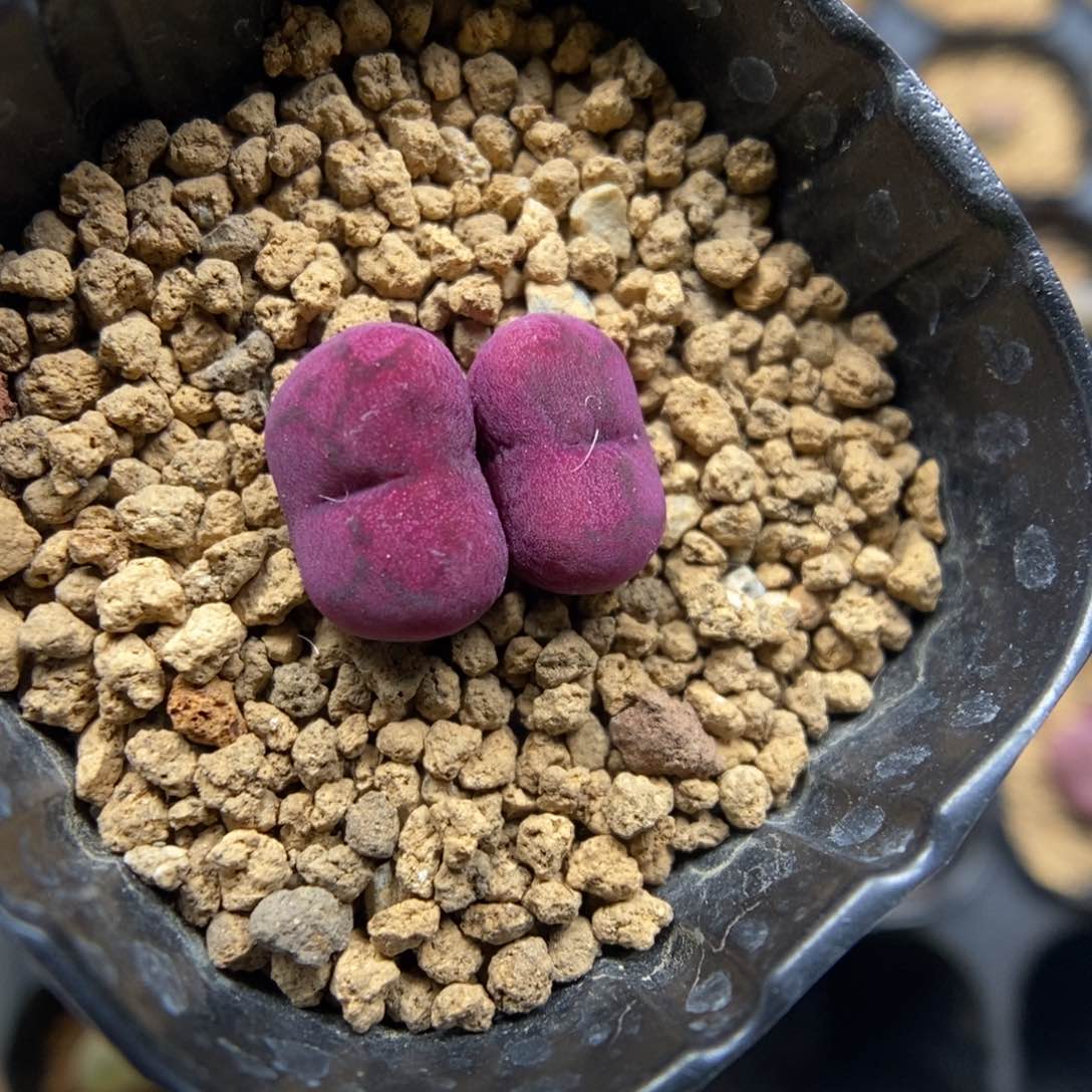 多肉植物肉锥杂交K-6032