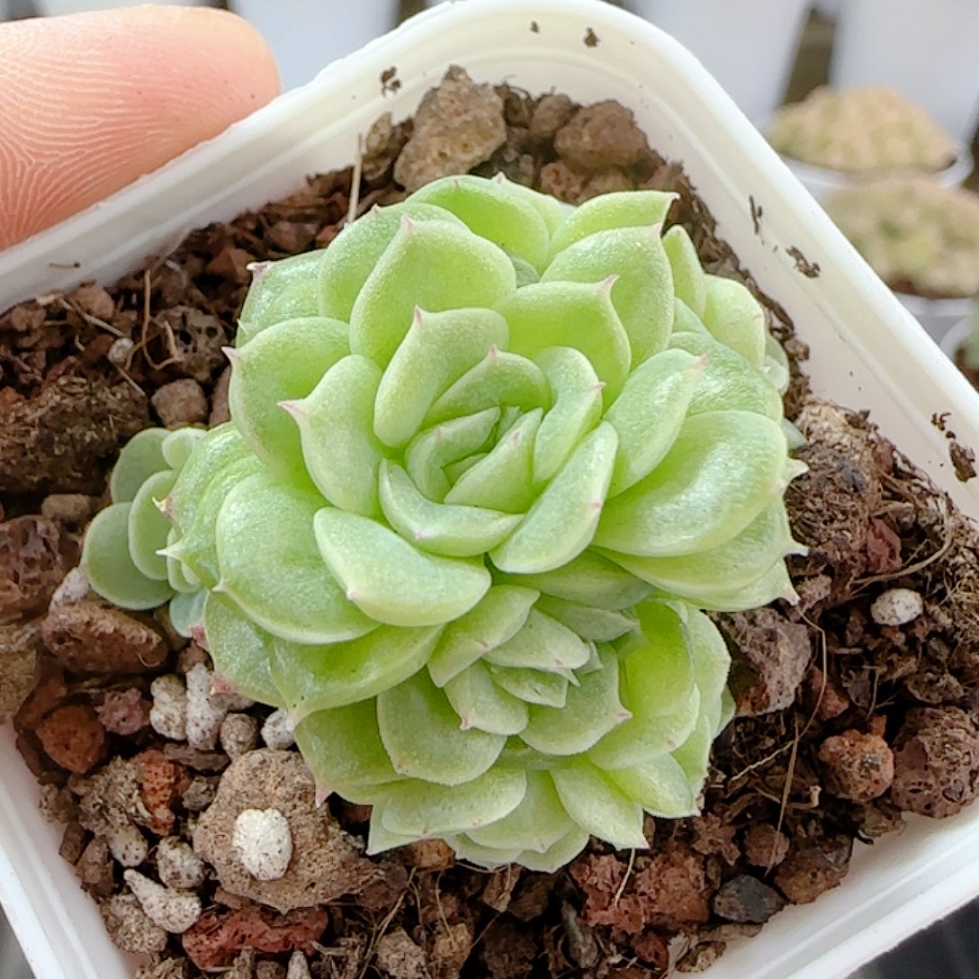 1113-6（优选麦秆）