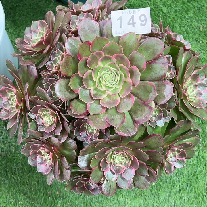 149粉花妖多肉植物