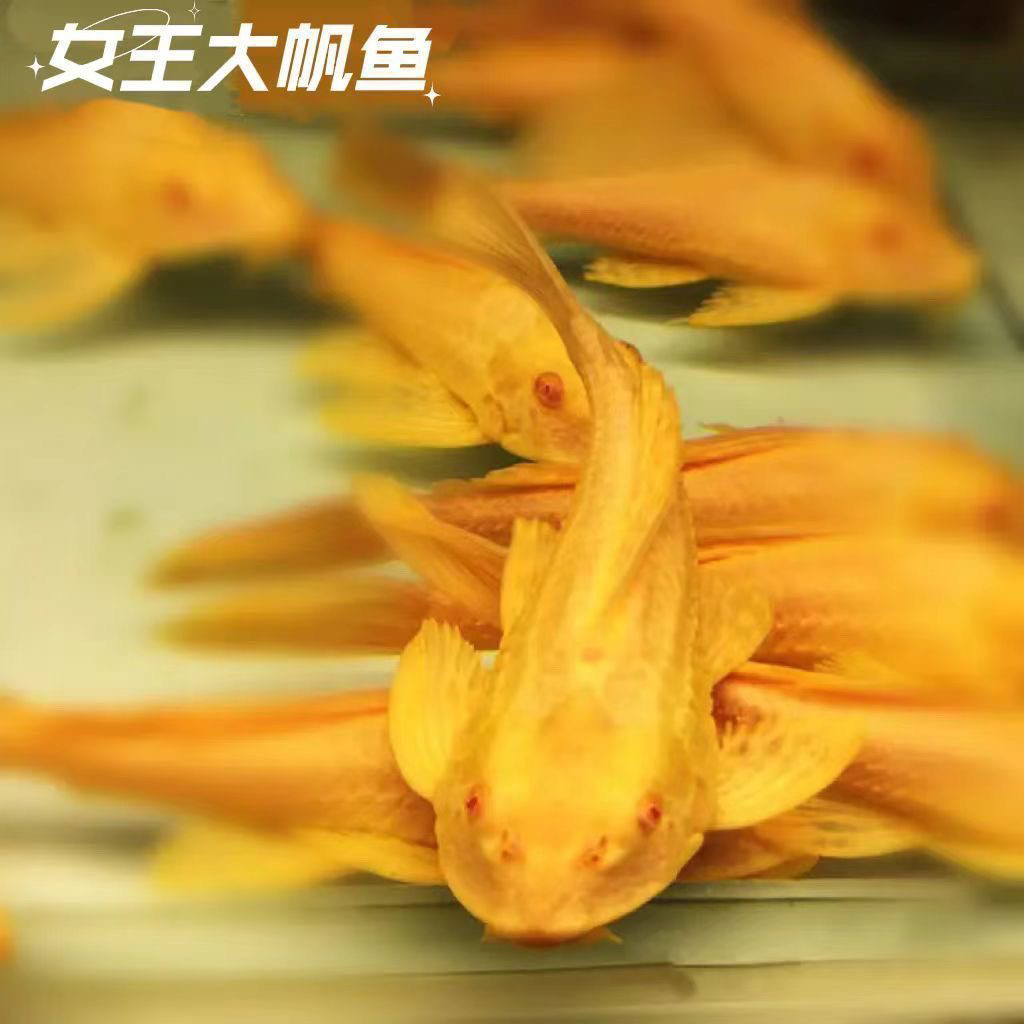 红眼女王清道夫大帆鱼清洁鱼粪水藻净化鱼缸活体热带淡水观赏鱼
