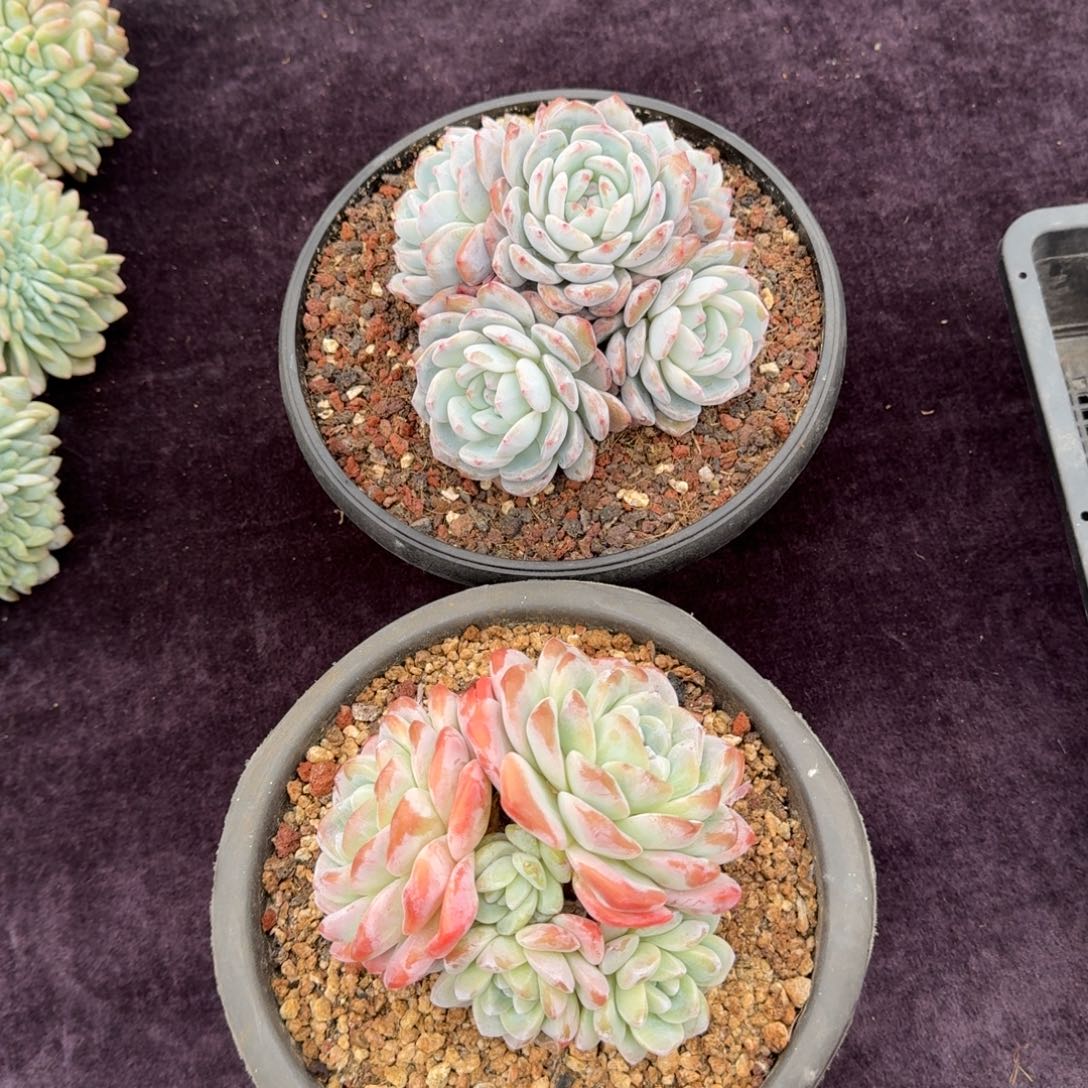 2颗一起一物一拍的