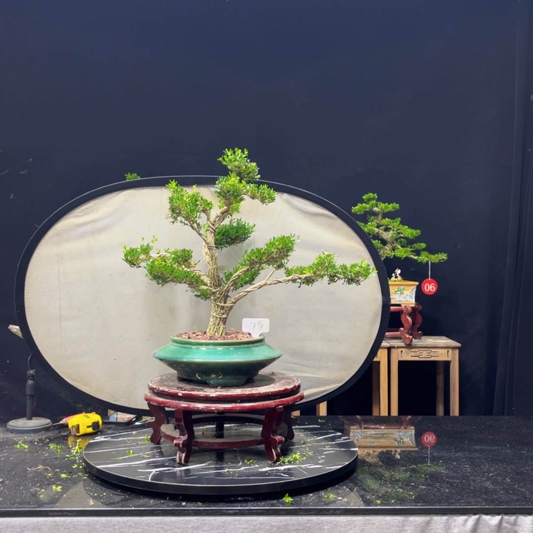 美***雅完全开放黄杨盆景