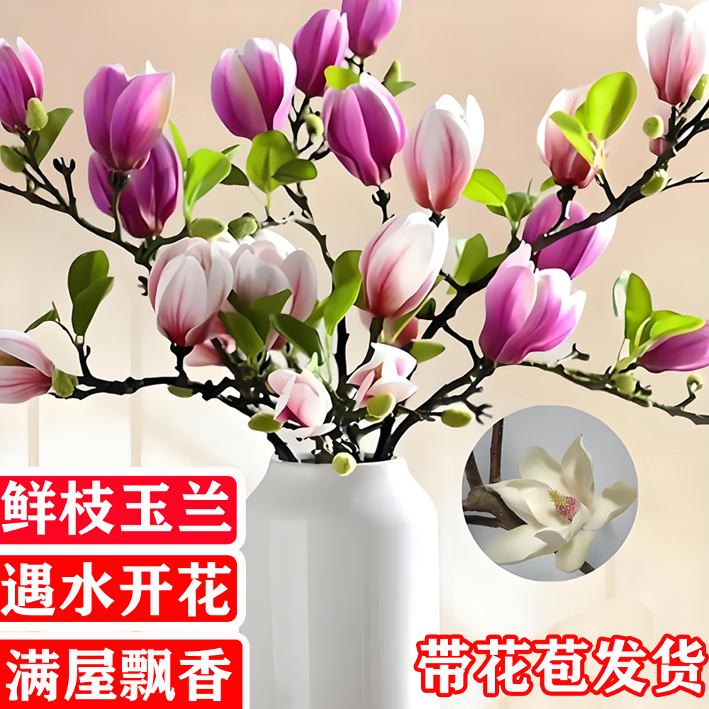 水培玉兰花鲜切枝带花苞红梅干枝水养鲜花卉室内好养耐寒植物盆栽