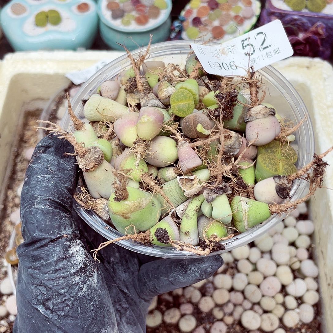 生石花18包邮0906-52