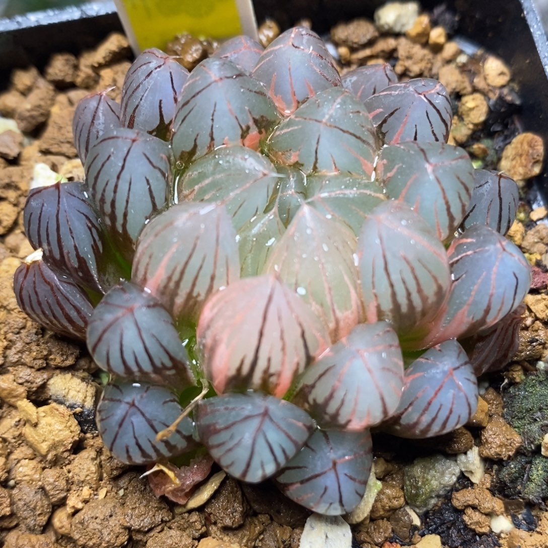 22霓虹灯玉露锦，，，