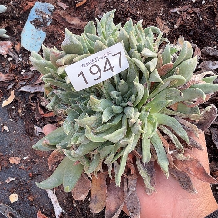 3代杂交新品仙女杯多肉瑕疵