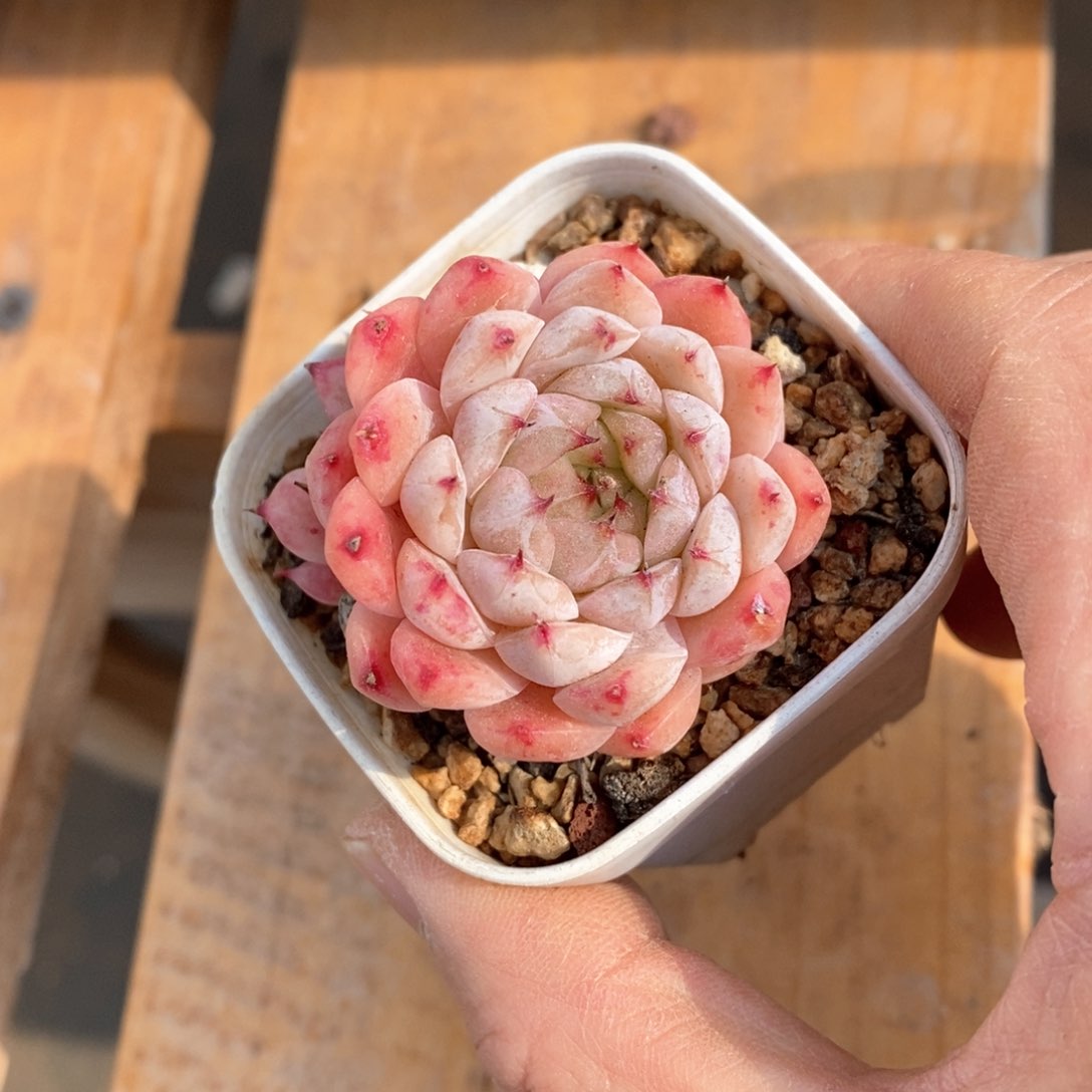 精品多肉一物一拍不包整96