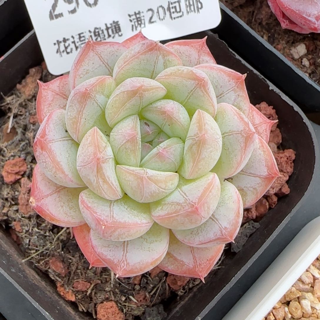 花语逸镜0116-296