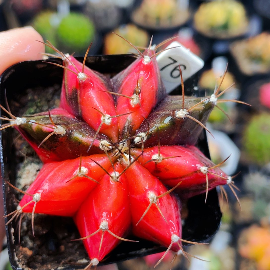 非偏远地区满25裸根发货仙人球