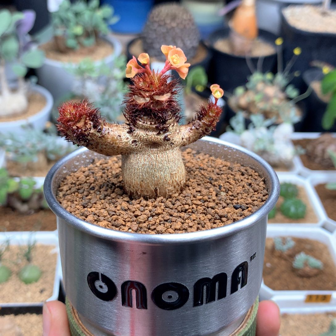 象鼻大戟带盆多肉  