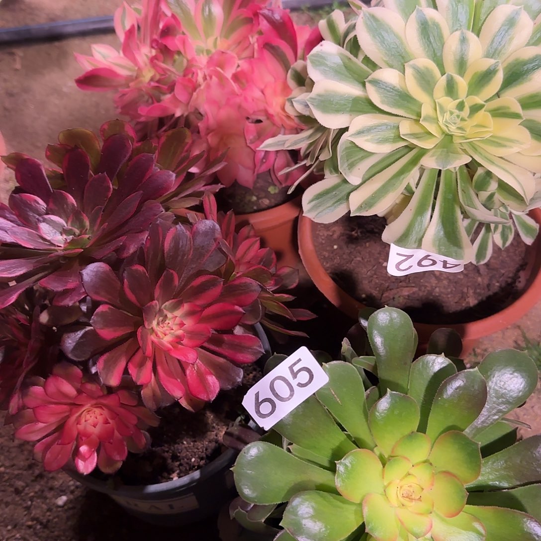 月***亮多肉植物福利4棵605