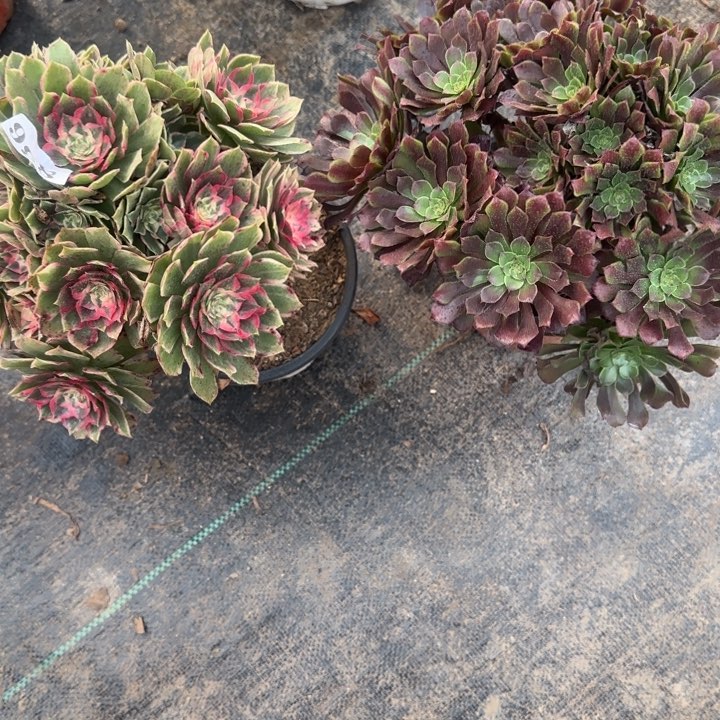 836莲花座➕铜壶包邮。         