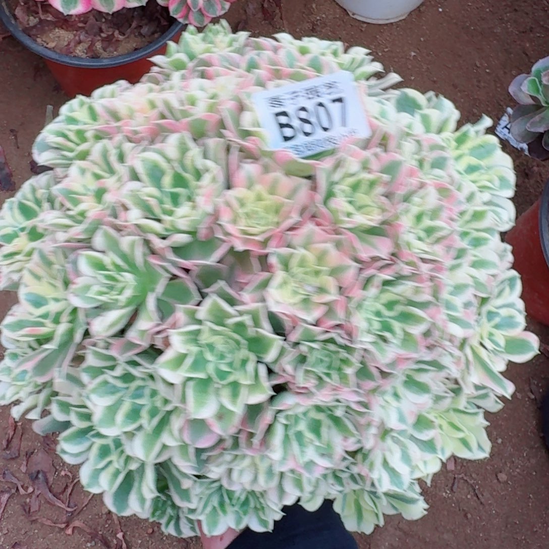 白凤法师多肉807号