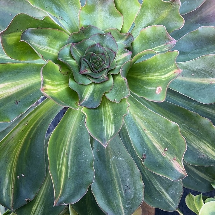 法师锦多肉好好看