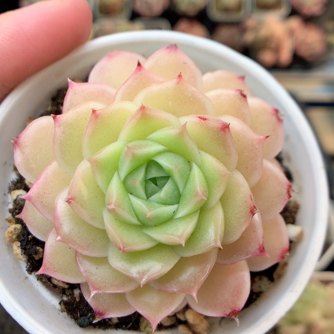 Q102 20包邮两天凑单偏远不发货