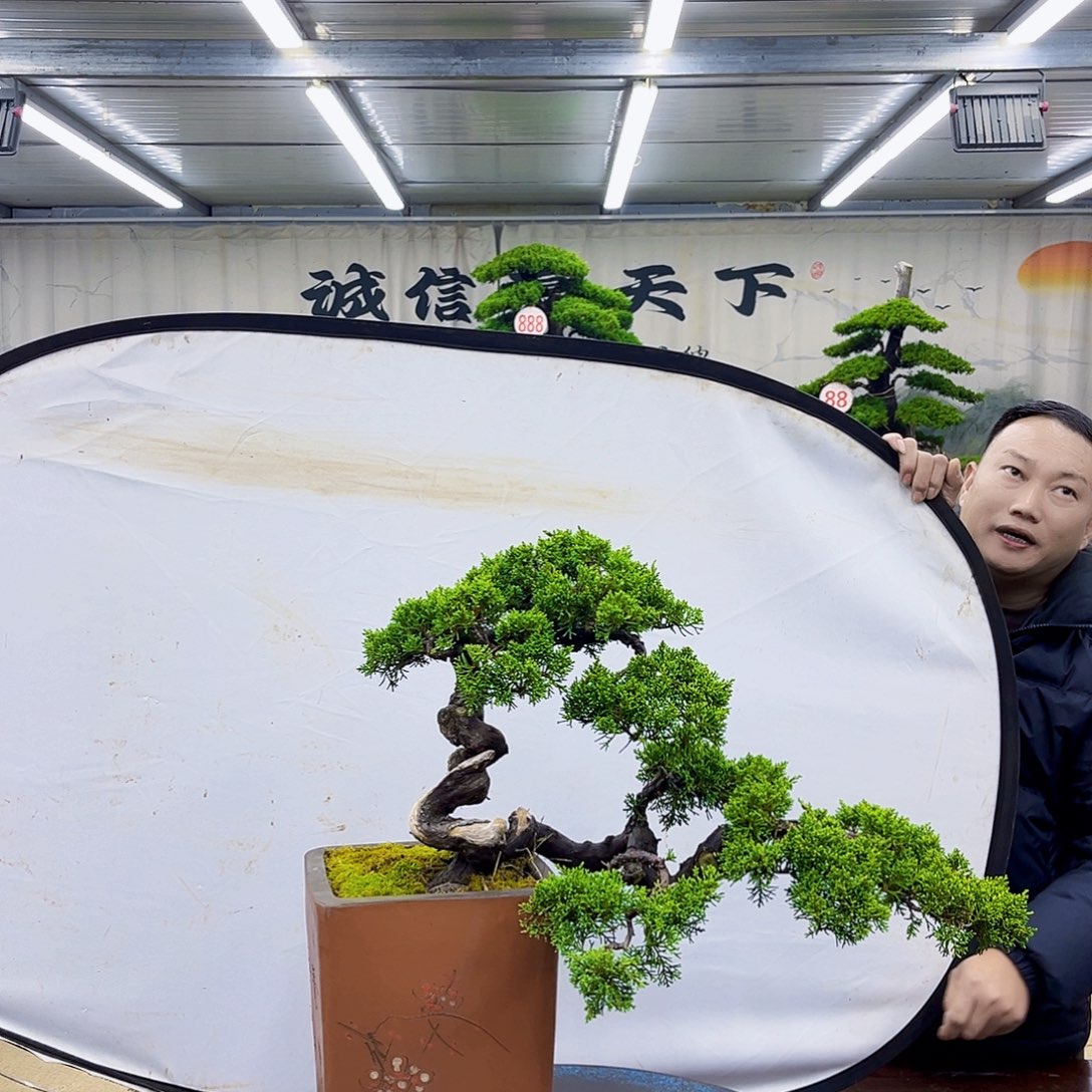 以实际为准精品盆景专场直播大放漏