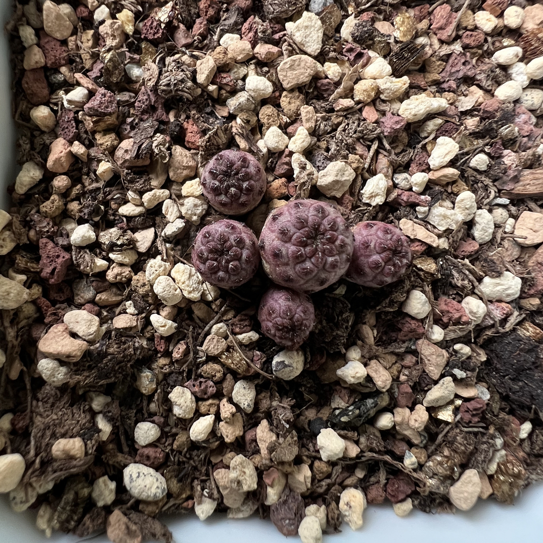 紫丽丸仙人球多肉植物创意盆栽可净化空气好养活