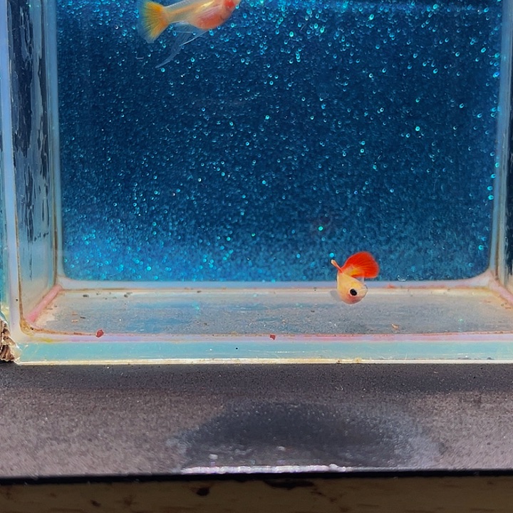 孔雀鱼皇家落日玻璃猫