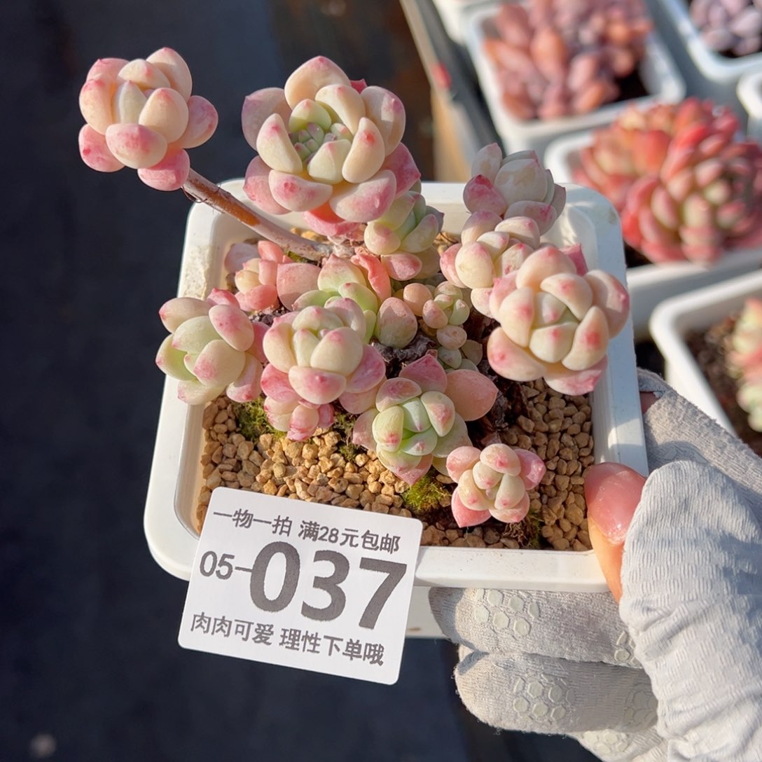粉香水多肉多肉多肉