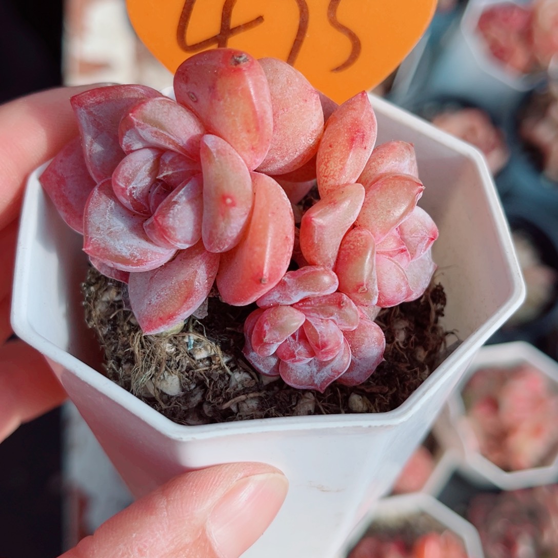 475号小老桩珍妮群