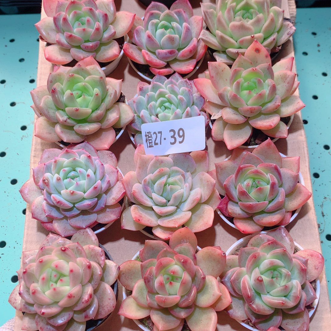 27-39一物一拍多肉带盆18颗