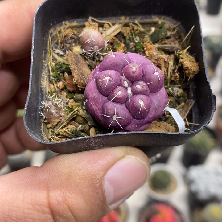 紫皮无刺象牙特价3