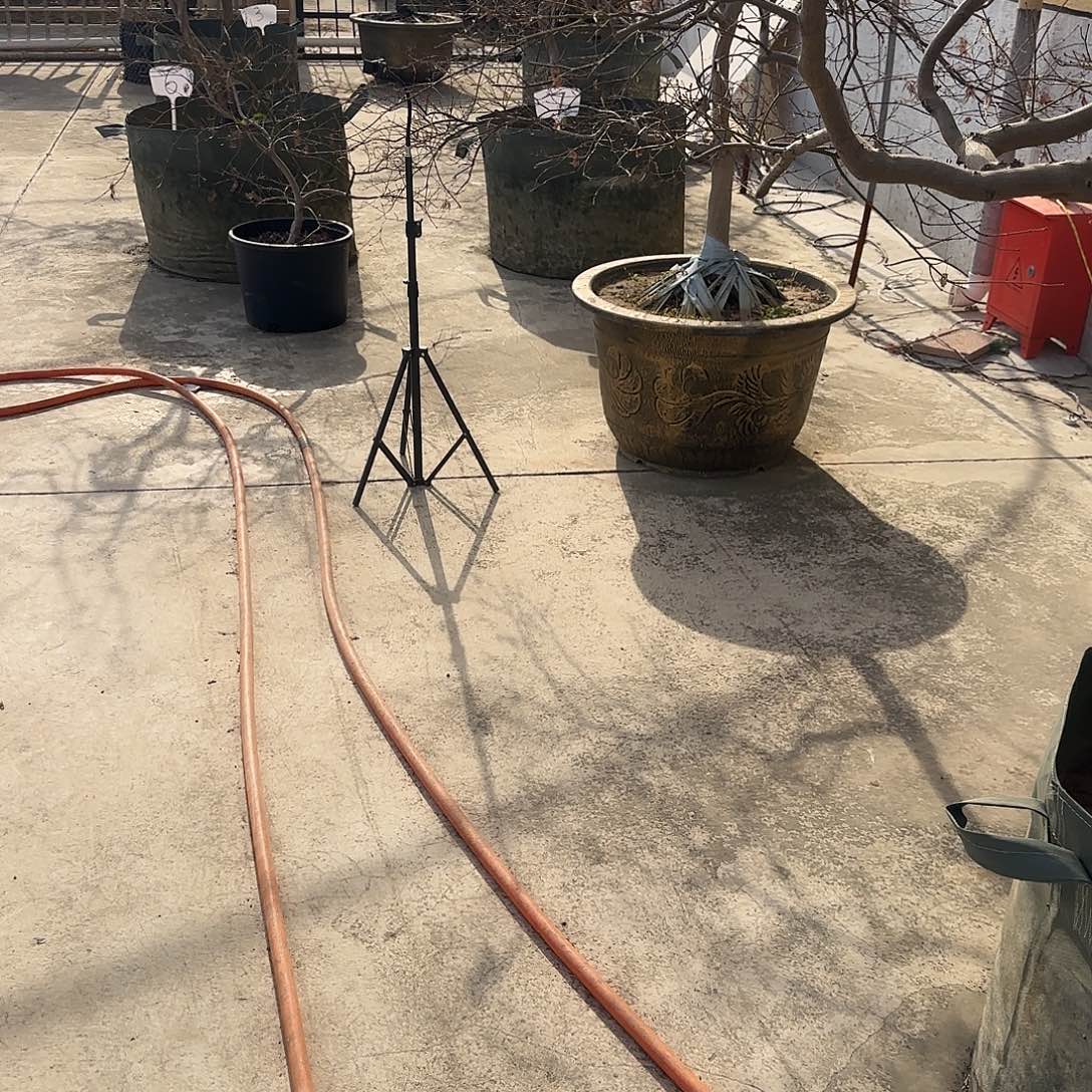 羽毛枫中的贵族自然界植物