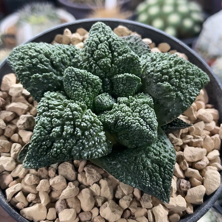 输入哥斯拉牡丹实生