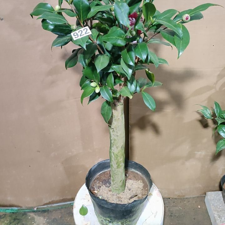 922五品，原盆原土发货，不包邮