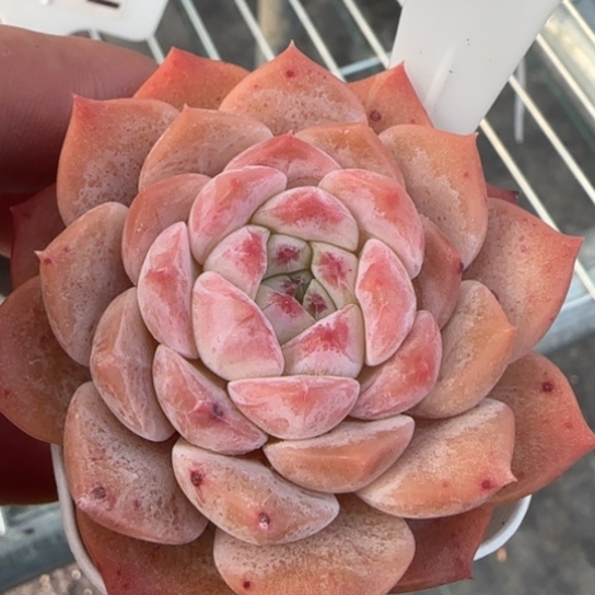 107唐粉一物一拍多肉