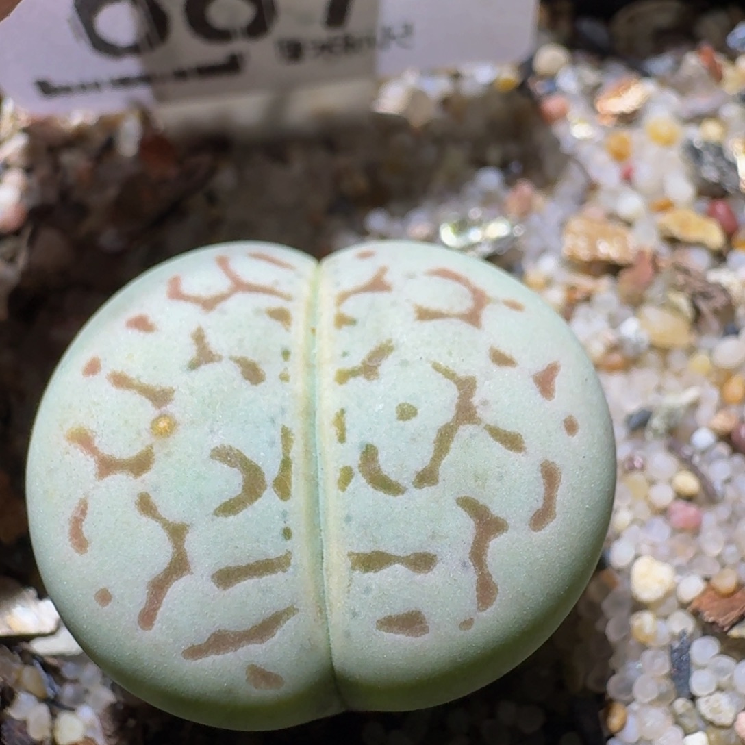 Ssss精品生石花687线纹