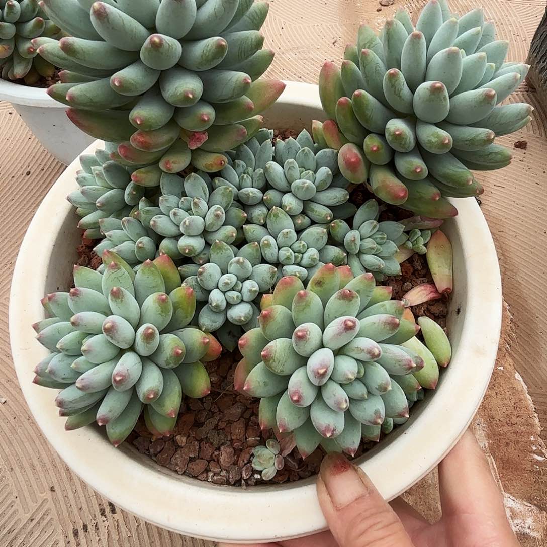 .*新月菩提多肉发货