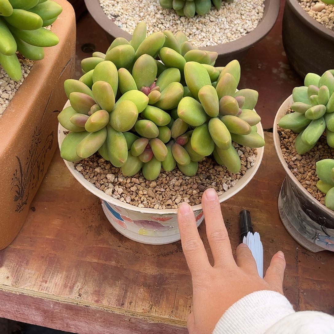 芒果奶多肉群生多头正版