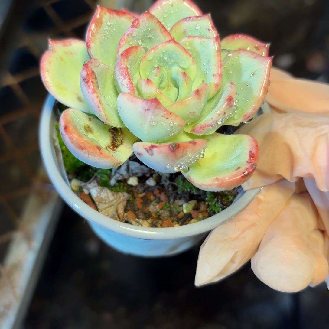 玛*朵单头啊啊啊啊啊