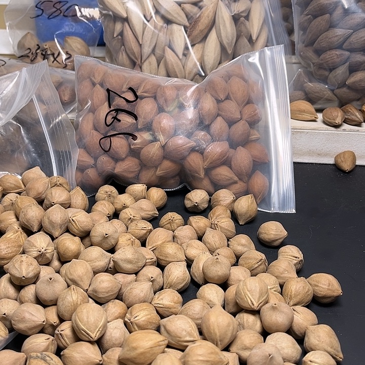 手串/手链橄榄核112