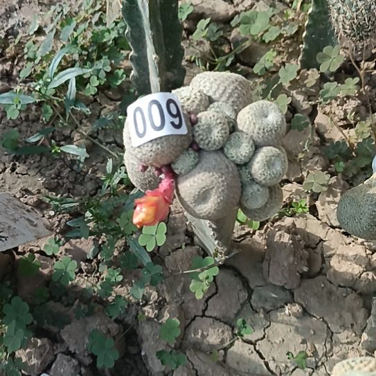 黄色花沟宝山009