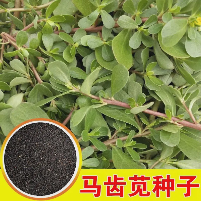 【全店满5包包邮】食用马齿苋种子种籽马芷苋籽种盆栽马苋菜蔬菜
