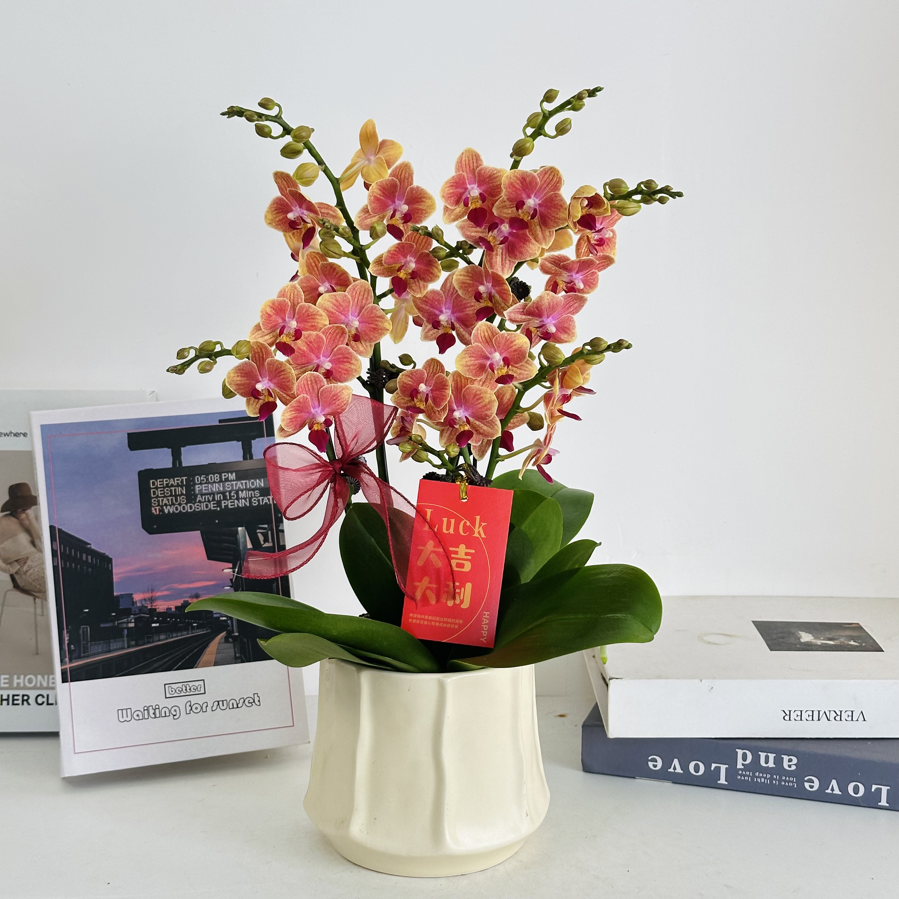 妗画【香水蜜橙】蝴蝶兰鲜花精致组盆 开花株 室内绿植 