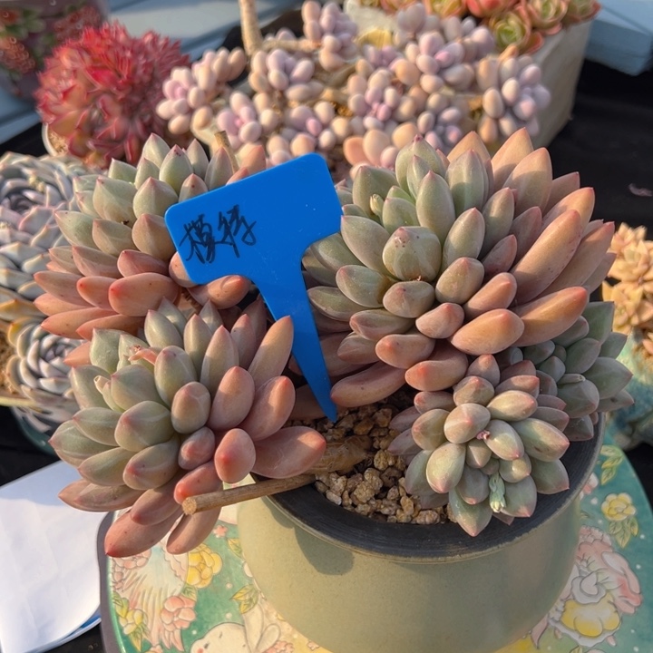 胖体水晶球 20公分 送盆