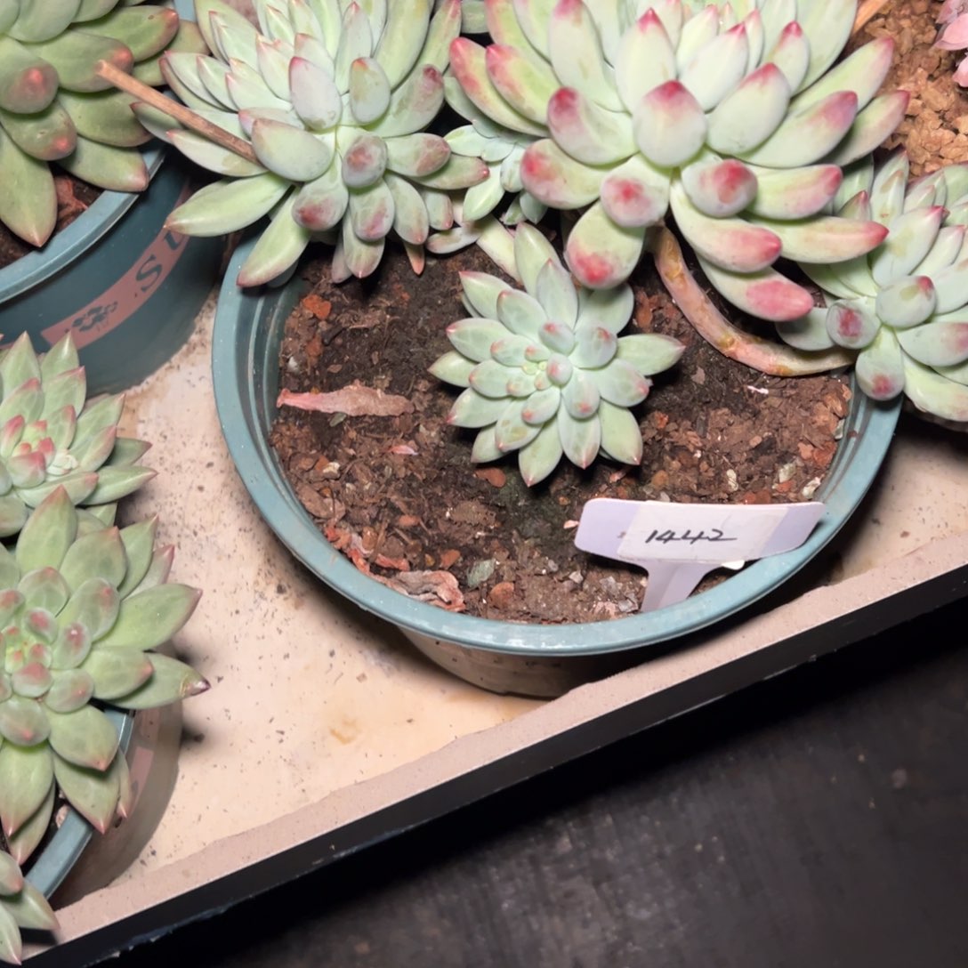 心***情1442////////////////