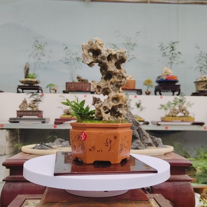 盆景，四国矮竹，玉玲珑花**虫