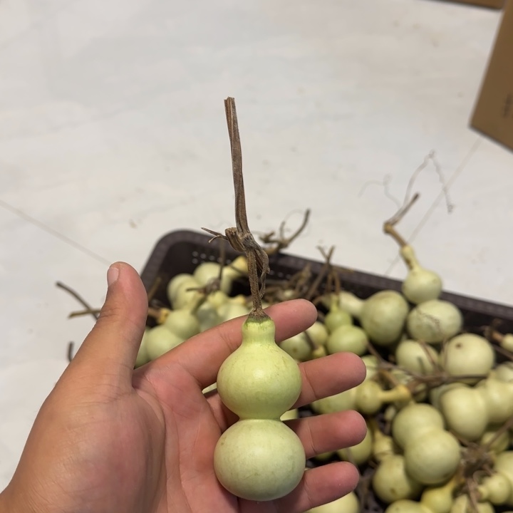 菜***贝感谢大哥支持兄弟，不保成