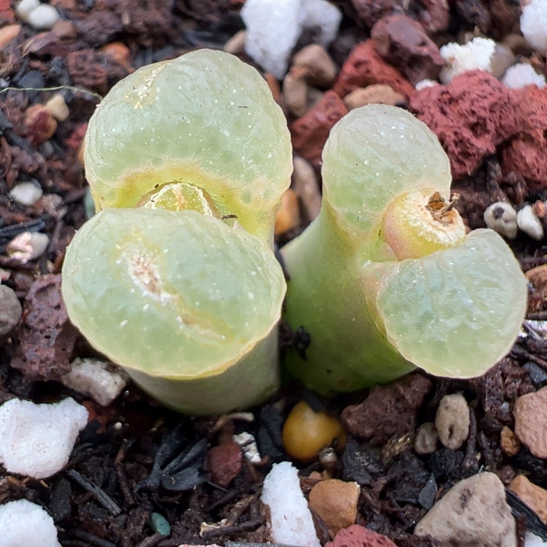 炸***包11.6好看的多肉脱土发货