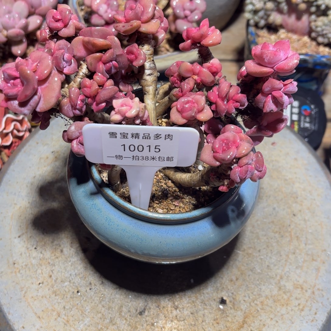 胭脂精品多肉10015