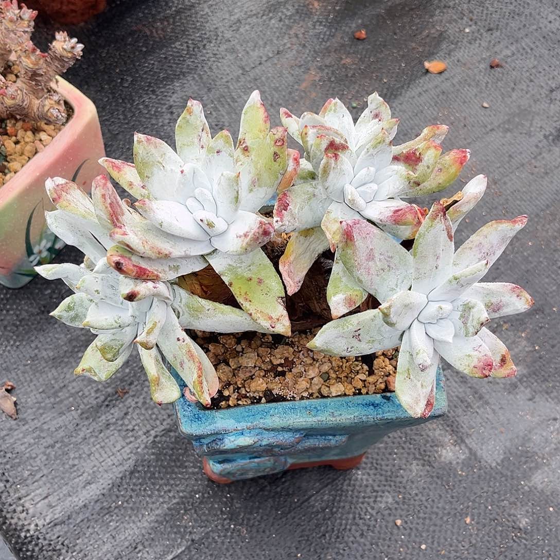 小鹿多肉一物一拍