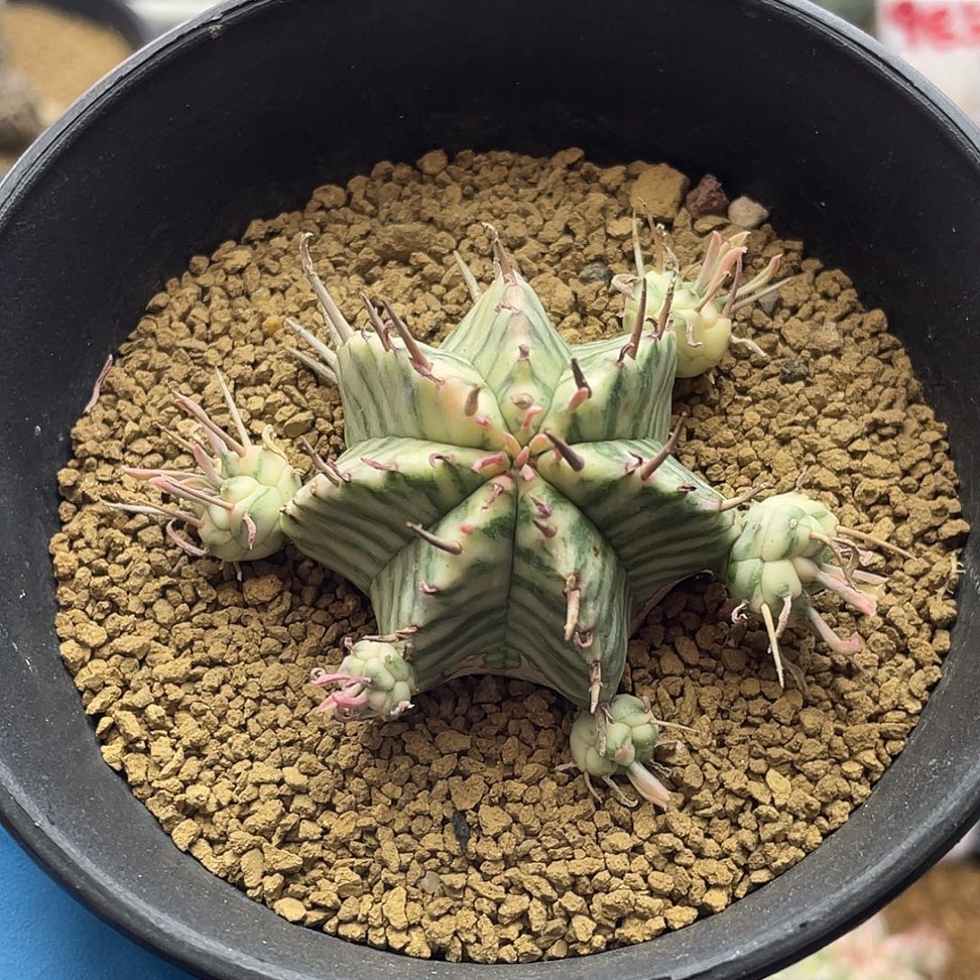 羽田斑马锦群生仙人球